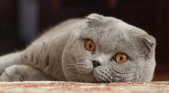 Pisisca Scottish Fold